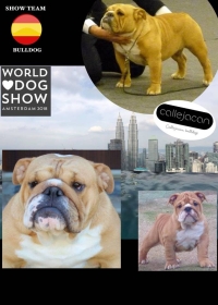 WORLD DOG SHOW AMSTERDAM 2018 CANELITA DE CALLEJACAN
