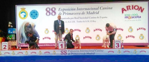 EXPOSICIÓN INTERNACIONAL CANINA DE PRIMAVERA DE MADRID 1º REMBOMBORY TITUS